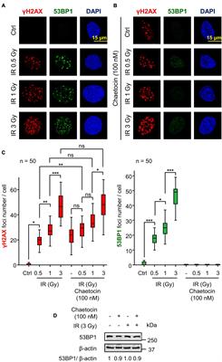 Lysine Methyltransferase Inhibitors Impair H4K20me2 and 53BP1 Foci in Response to DNA Damage in Sarcomas, a Synthetic Lethality Strategy